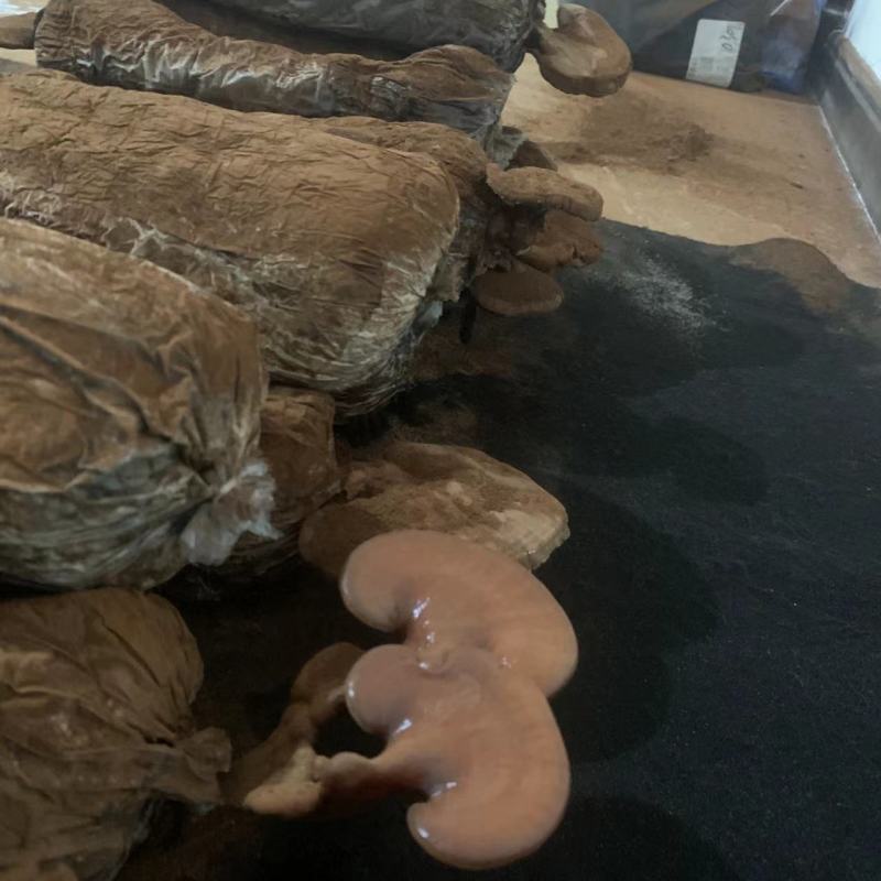 灵芝