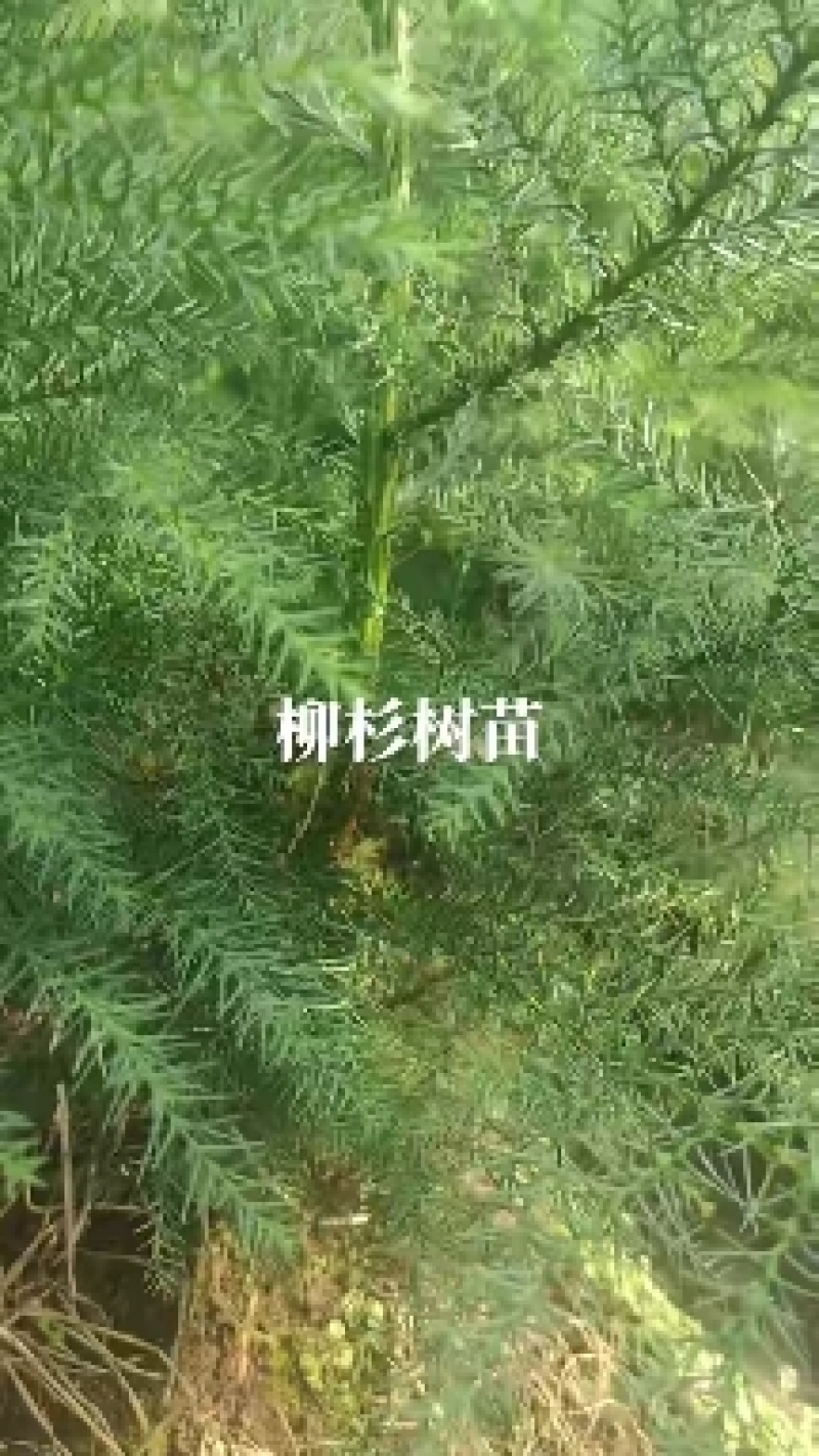 杉木苗，一年苗两年苗都有货