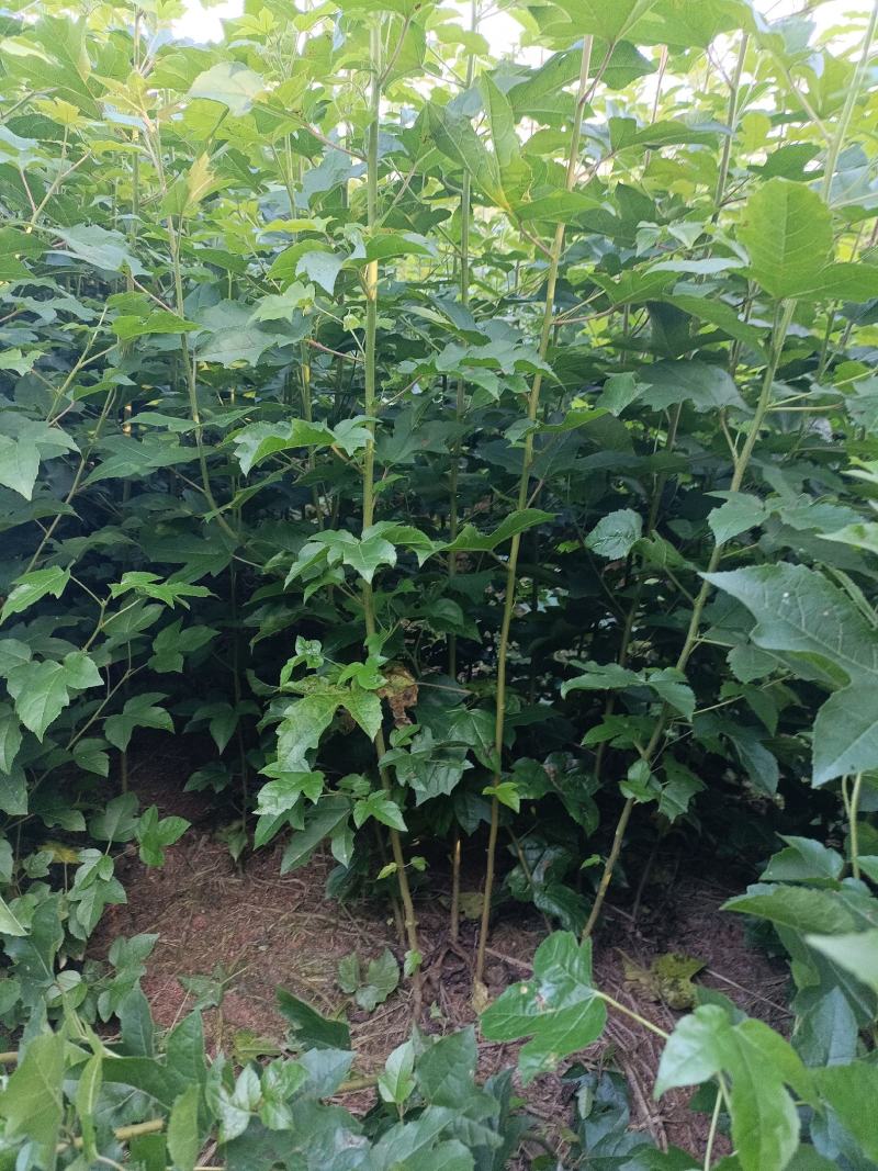 风香裸根苗地苗一年生小苗，枫香地苗带土球2-3公分