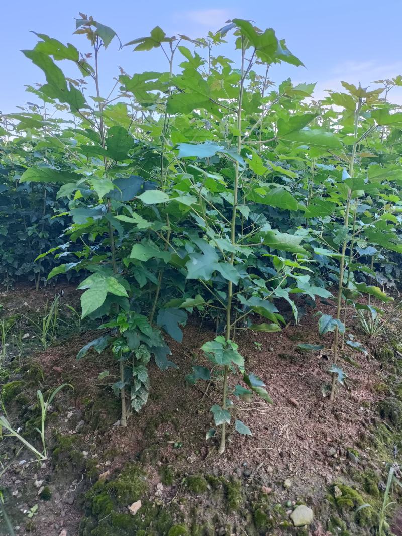 风香裸根苗地苗一年生小苗，枫香地苗带土球2-3公分