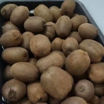 瑞玉弥猴桃