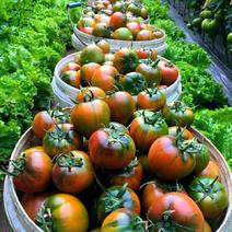草莓番茄苗，铁皮柿子苗绿肩明显，精品果型