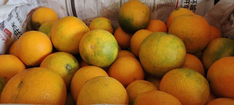 爱媛38橙子供应电商小果一手货源团购电商一件代发