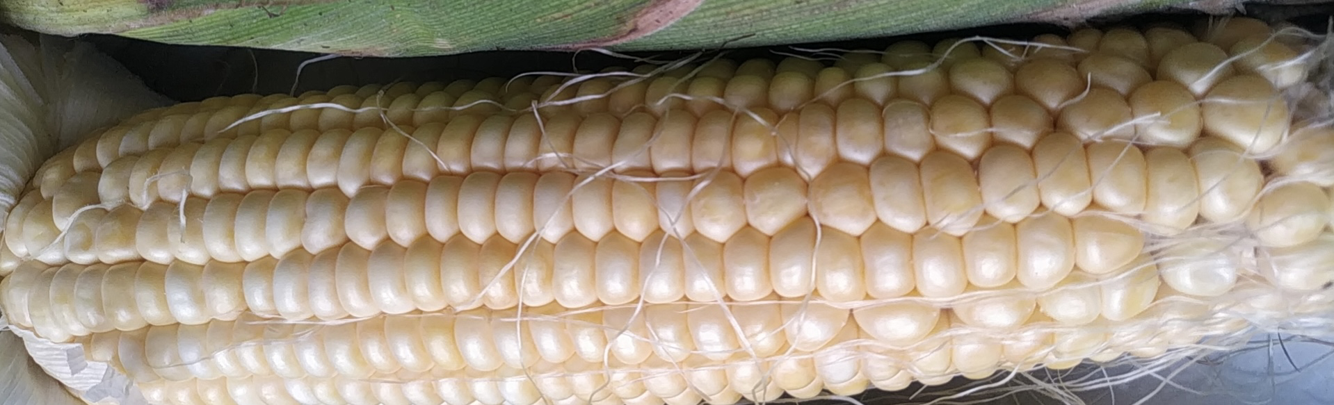 糯玉米剖面展示其饱满颗粒与内部结构