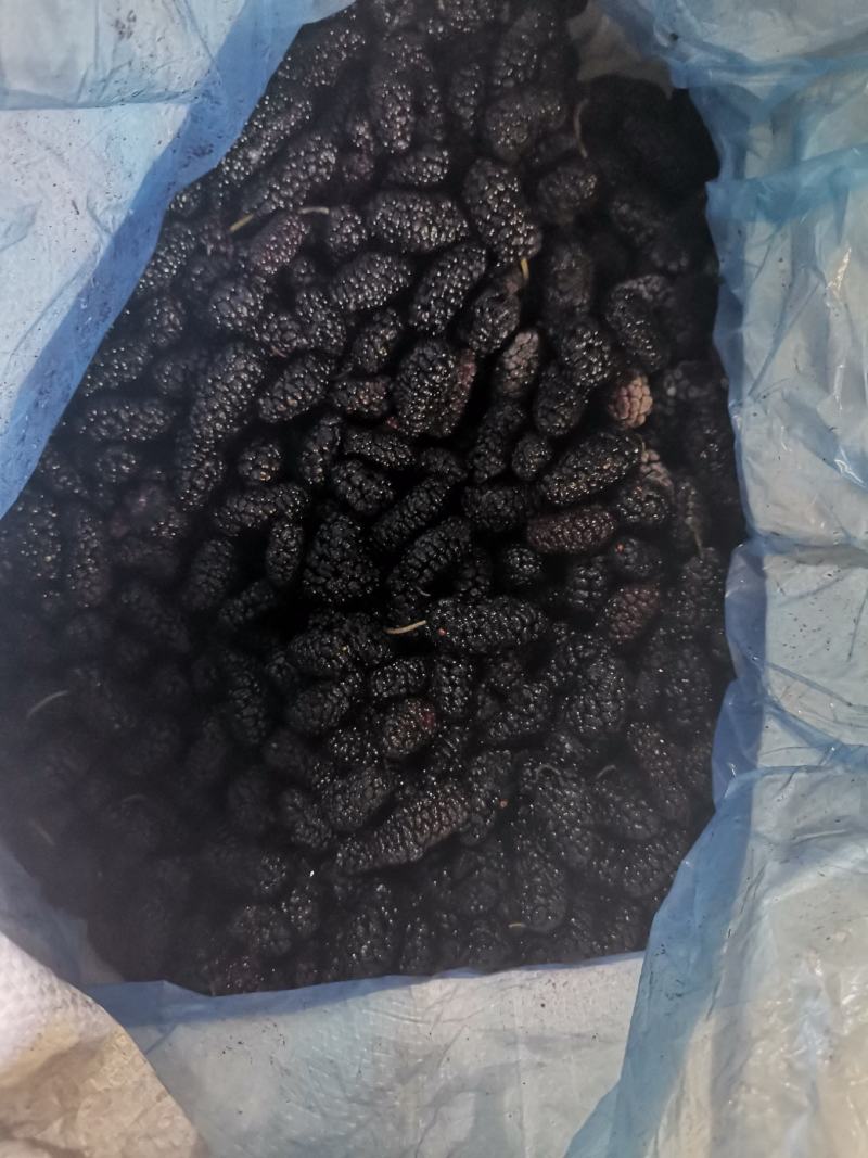 桑椹鲜果速冻果工厂加工果原浆桑葚干全年大量供应