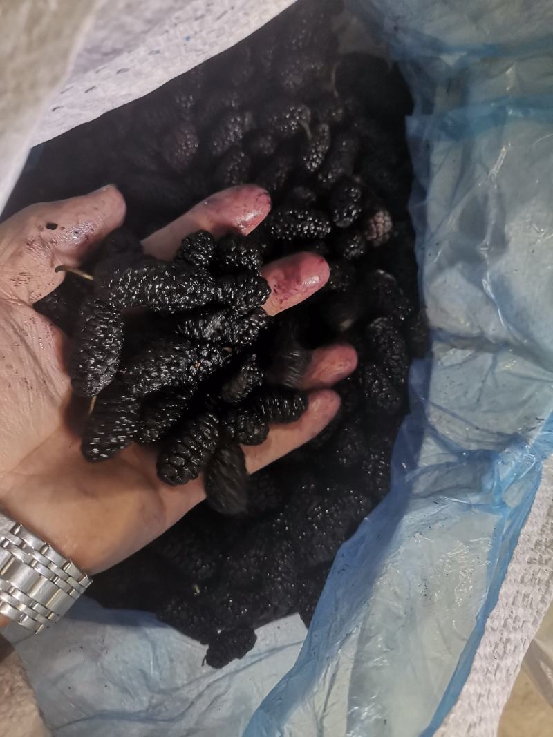 桑椹鲜果速冻果工厂加工果原浆桑葚干全年大量供应