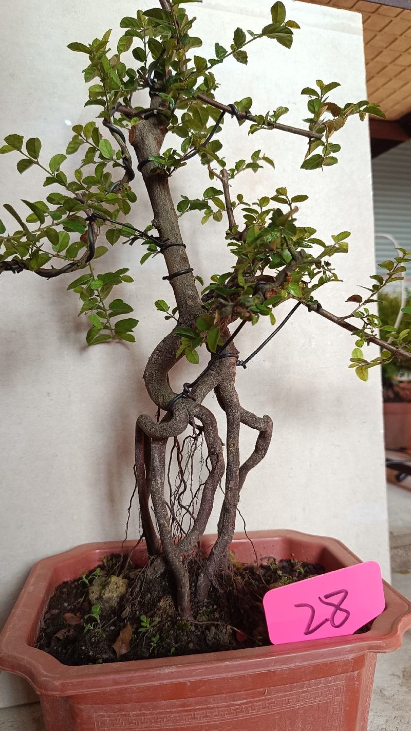 提根小叶雀梅盆景老桩植物办公室绿植室内盆栽好养活四季常青