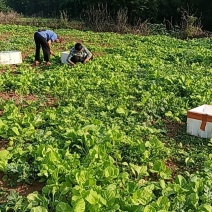 小白菜和甜菜心需要的