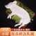 精品鲜冻乳猪脆皮乳猪厂家直发证件齐全一手货源来电咨询