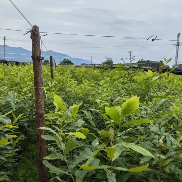 麻栎小苗，湖北麻栎苗，麻栎杯苗，重庆麻栎苗，山东麻栎苗