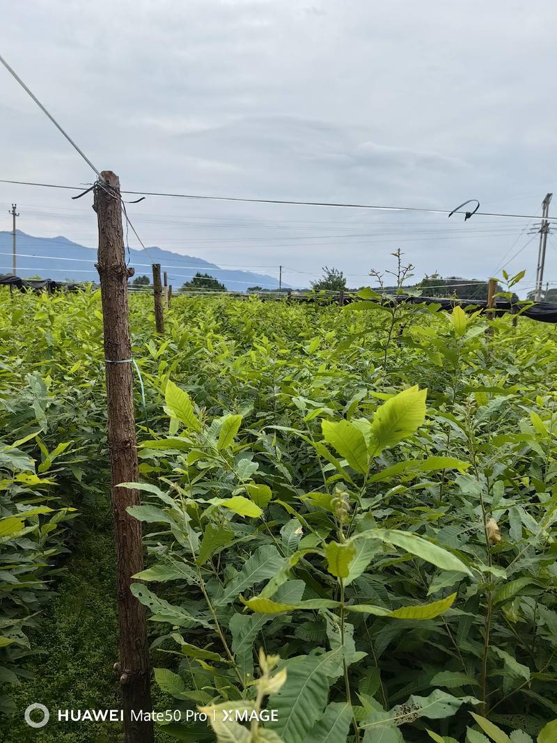 麻栎小苗，湖北麻栎苗，麻栎杯苗，重庆麻栎苗，山东麻栎苗