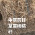 甘草秧子秸秆