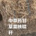 甘草秧子秸秆