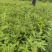 麻栎小苗，湖北麻栎苗，麻栎杯苗，重庆麻栎苗，山东麻栎苗