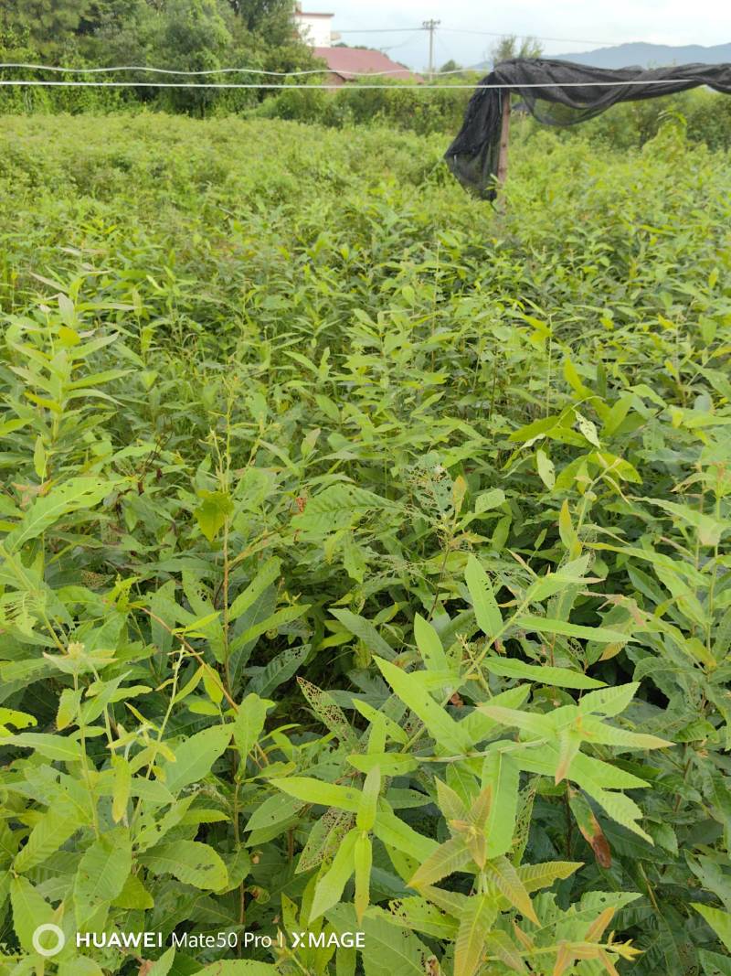 麻栎小苗，湖北麻栎苗，麻栎杯苗，重庆麻栎苗，山东麻栎苗