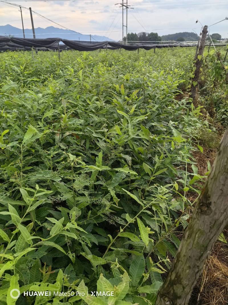 麻栎小苗，湖北麻栎苗，麻栎杯苗，重庆麻栎苗，山东麻栎苗