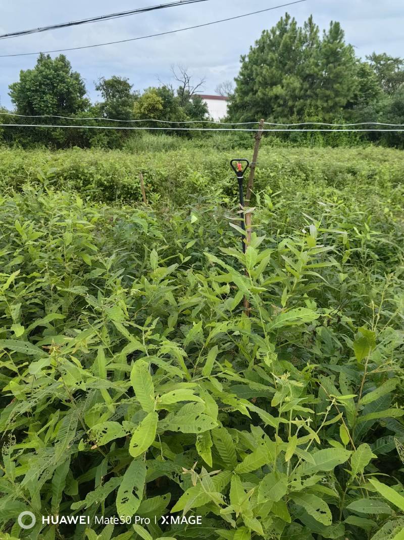 麻栎小苗，湖北麻栎苗，麻栎杯苗，重庆麻栎苗，山东麻栎苗