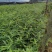 麻栎小苗，湖北麻栎苗，麻栎杯苗，重庆麻栎苗，山东麻栎苗