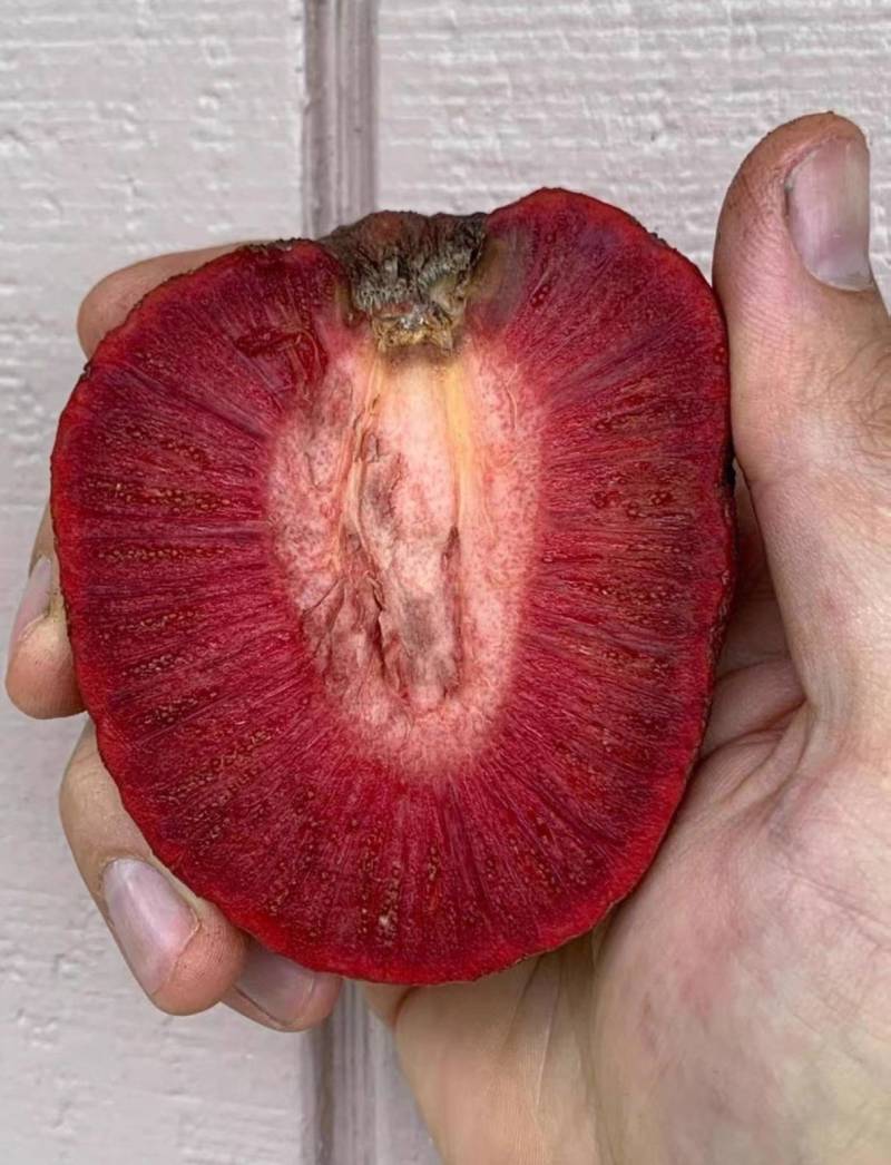 非洲红桃种苗