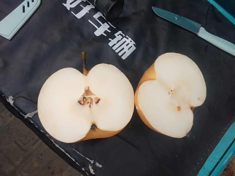 秋月梨大量上市香甜多汁量大质优可视频看货