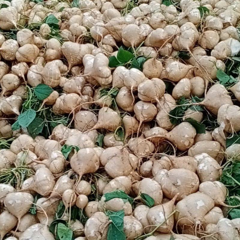 、湖北凉薯，（白地瓜）现大量上市