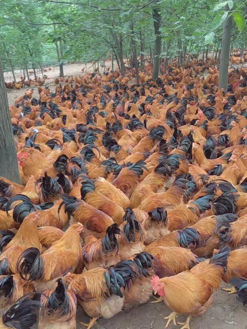 长期供应阉鸡，180天土阉5.78斤，2800只，南宁