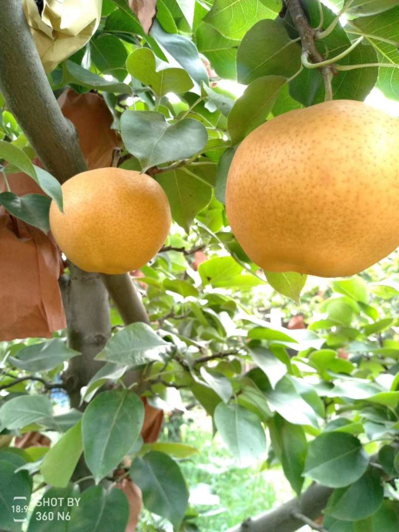 秋月梨圆黄梨丰水梨黄金梨晚秀梨晚秋黄梨