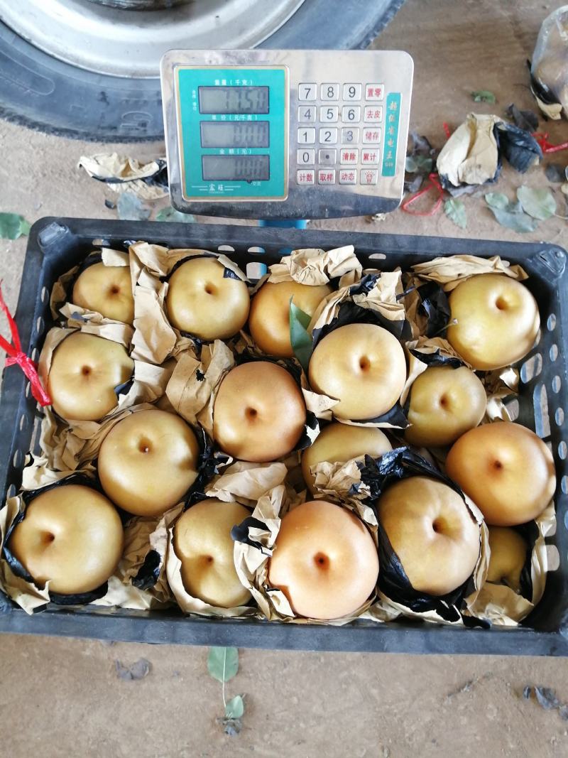 秋月梨圆黄梨丰水梨黄金梨晚秀梨晚秋黄梨
