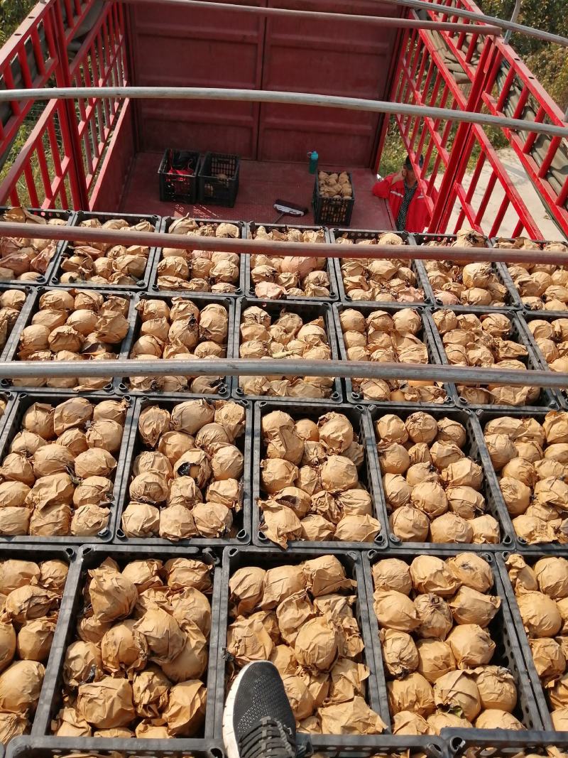 秋月梨圆黄梨丰水梨黄金梨晚秀梨晚秋黄梨