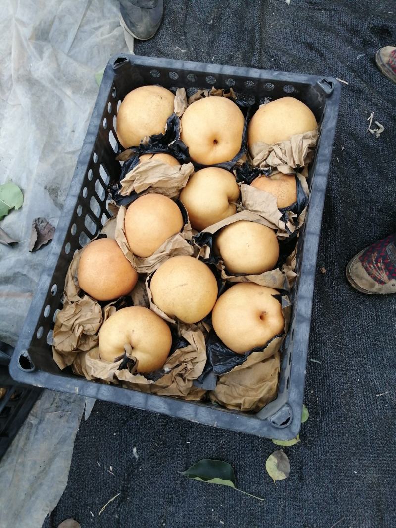 秋月梨圆黄梨丰水梨黄金梨晚秀梨晚秋黄梨