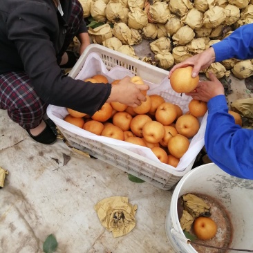 秋月梨圆黄梨丰水梨黄金梨晚秀梨晚秋黄梨