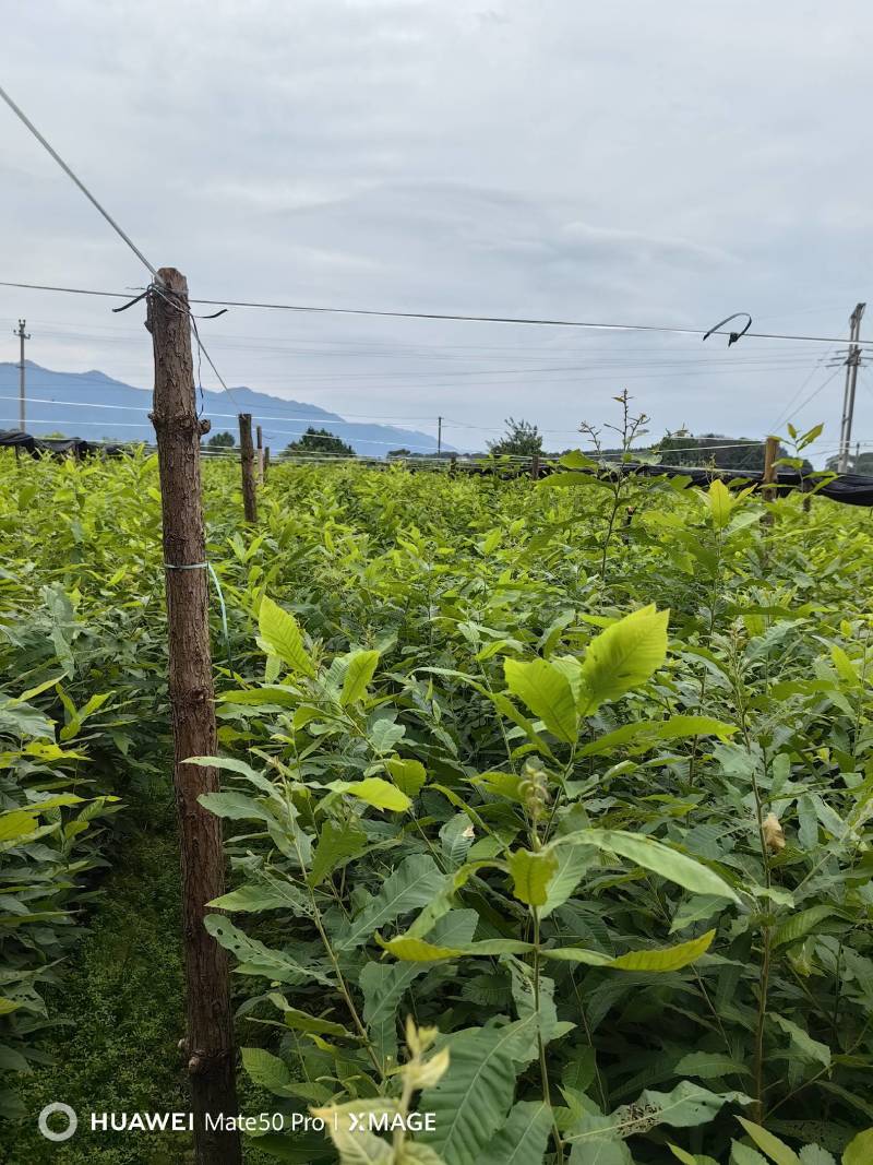 栓皮栎杯苗，湖北栓皮栎，江西栓皮栎，山东栓皮栎