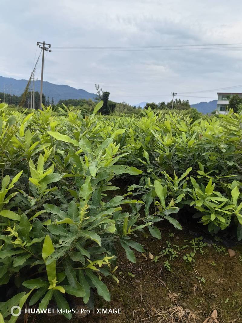 栓皮栎杯苗，湖北栓皮栎，江西栓皮栎，山东栓皮栎