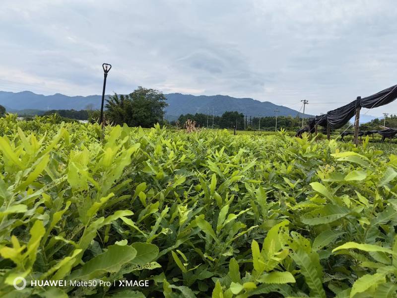 栓皮栎杯苗，湖北栓皮栎，江西栓皮栎，山东栓皮栎