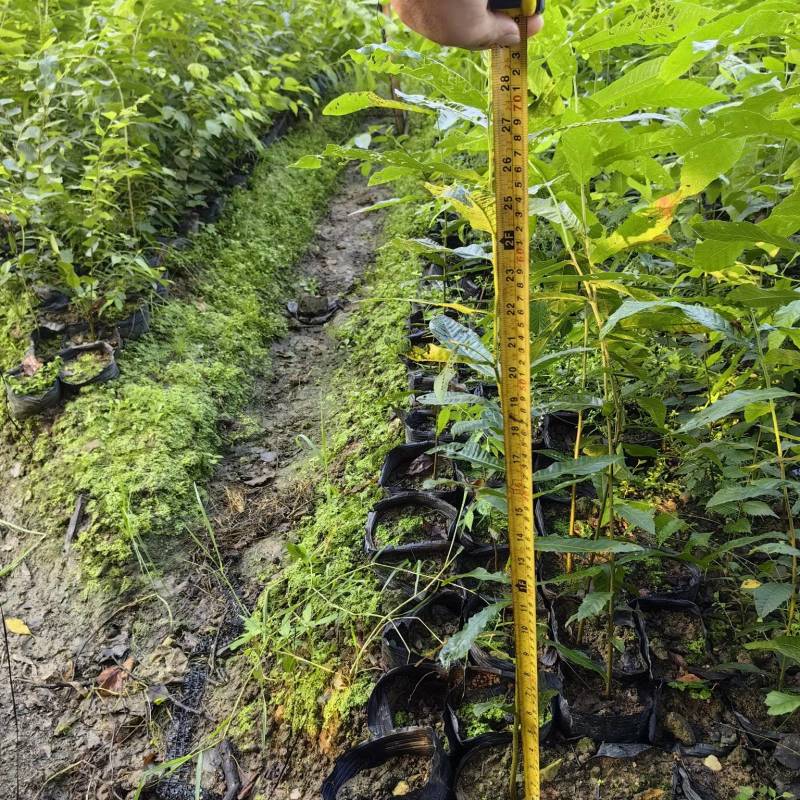 栓皮栎杯苗，湖北栓皮栎，江西栓皮栎，山东栓皮栎