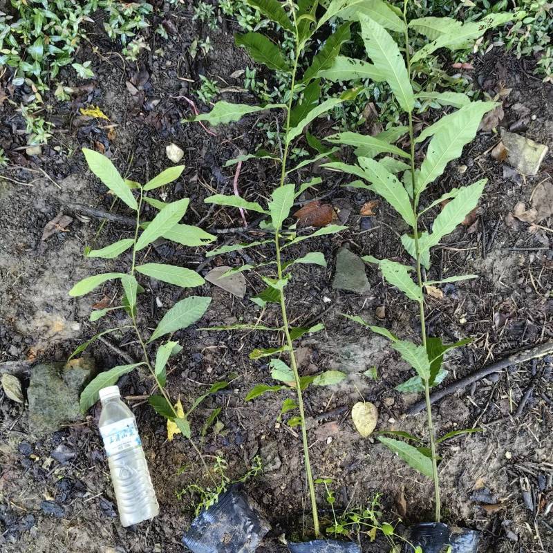 栓皮栎杯苗，湖北栓皮栎，江西栓皮栎，山东栓皮栎
