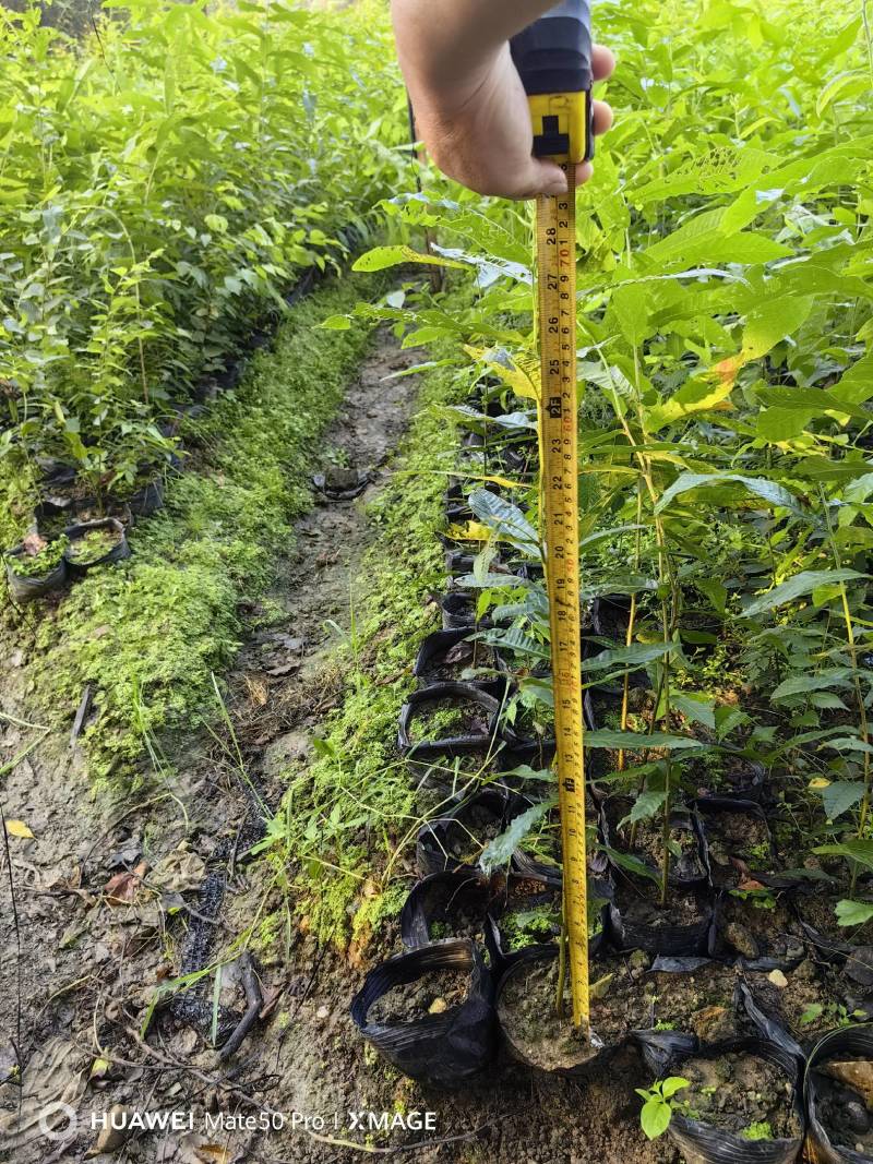 栓皮栎杯苗，湖北栓皮栎，江西栓皮栎，山东栓皮栎