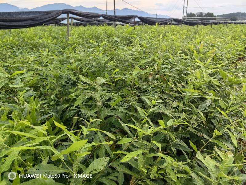 栓皮栎杯苗，湖北栓皮栎，江西栓皮栎，山东栓皮栎