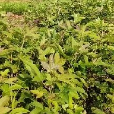 枫香小苗杯苗江西枫香苗，产地直销，湖南枫香苗