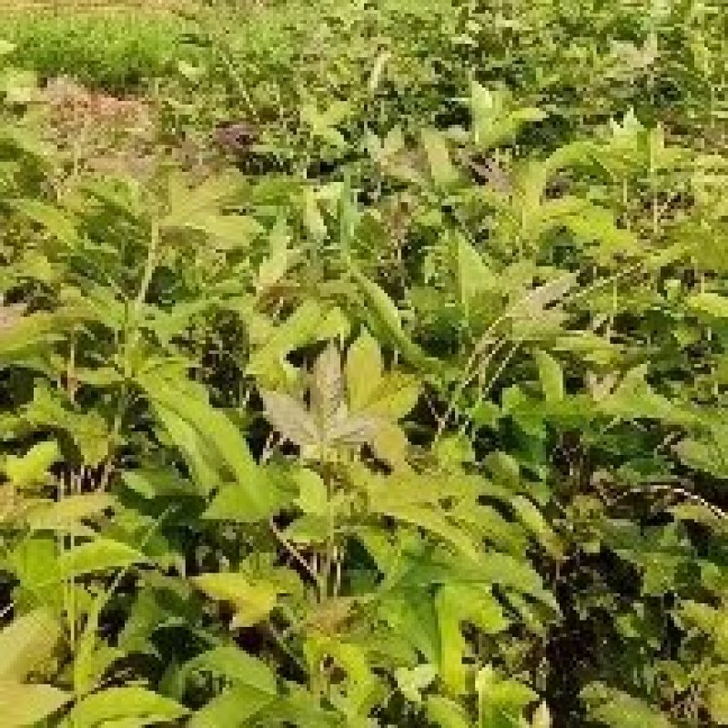 枫香小苗杯苗江西枫香苗，产地直销，湖南枫香苗