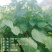 优质山桐子苗