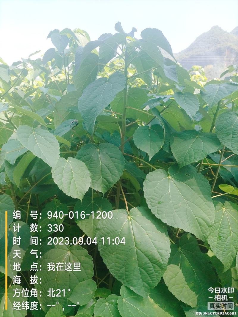 优质山桐子苗