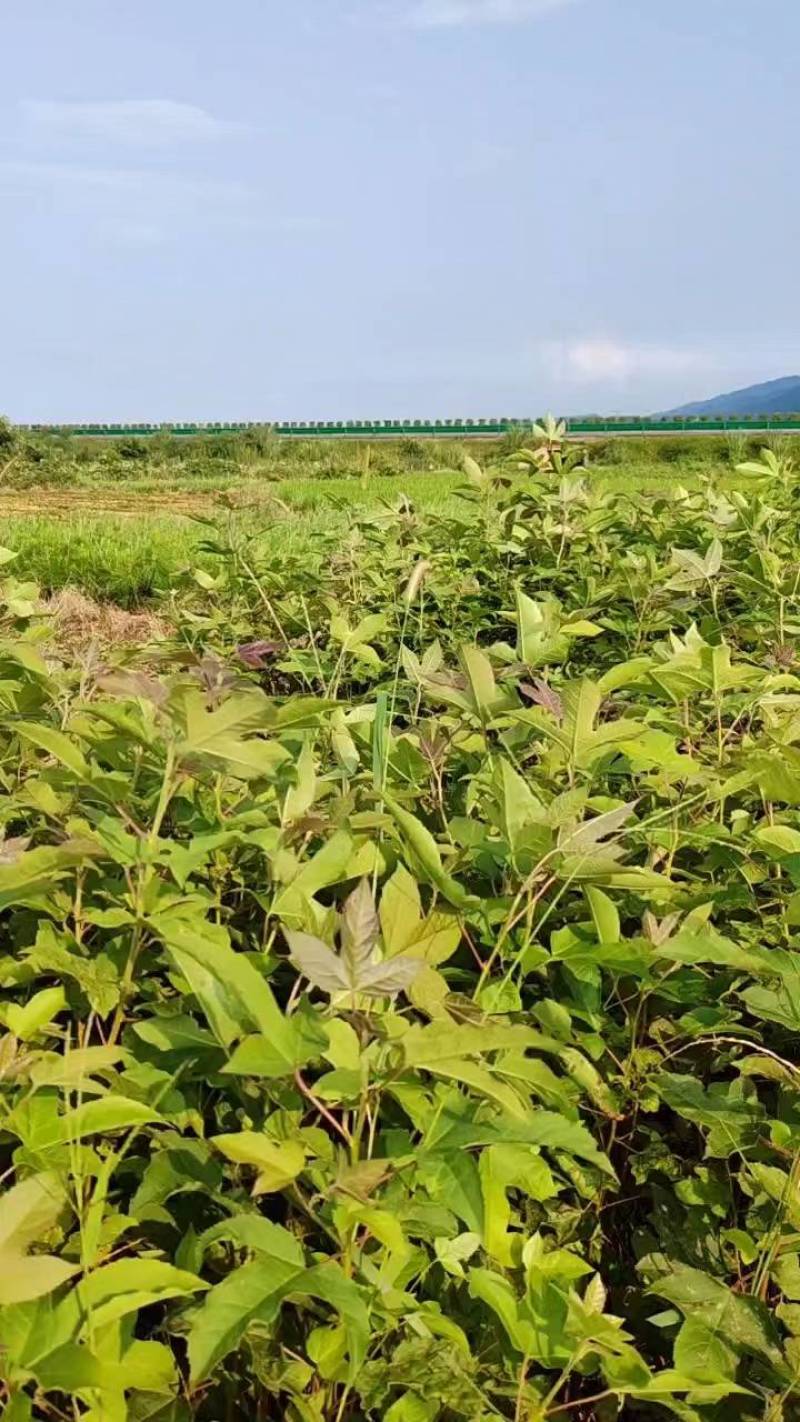 枫香小苗杯苗江西枫香苗，产地直销，湖南枫香苗