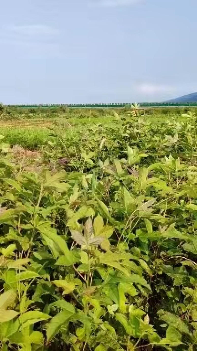 枫香小苗杯苗江西枫香苗，产地直销，湖南枫香苗