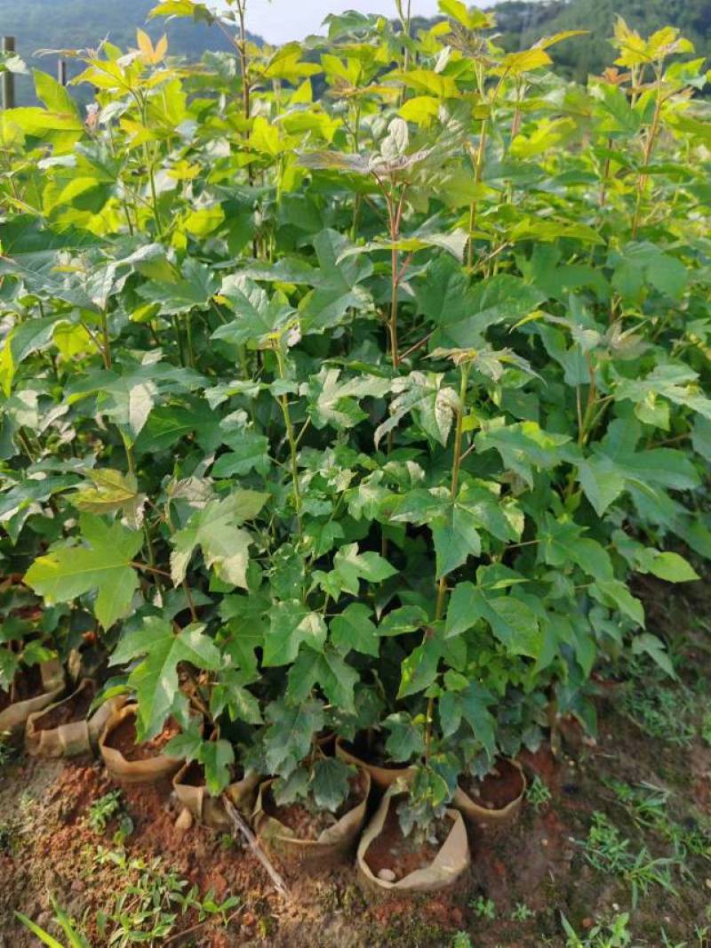 枫香小苗杯苗江西枫香苗，产地直销，湖南枫香苗