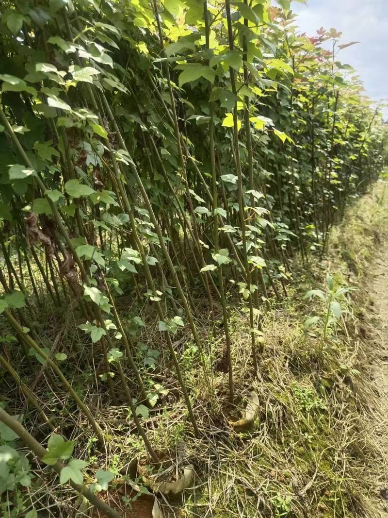 枫香小苗杯苗江西枫香苗，产地直销，湖南枫香苗
