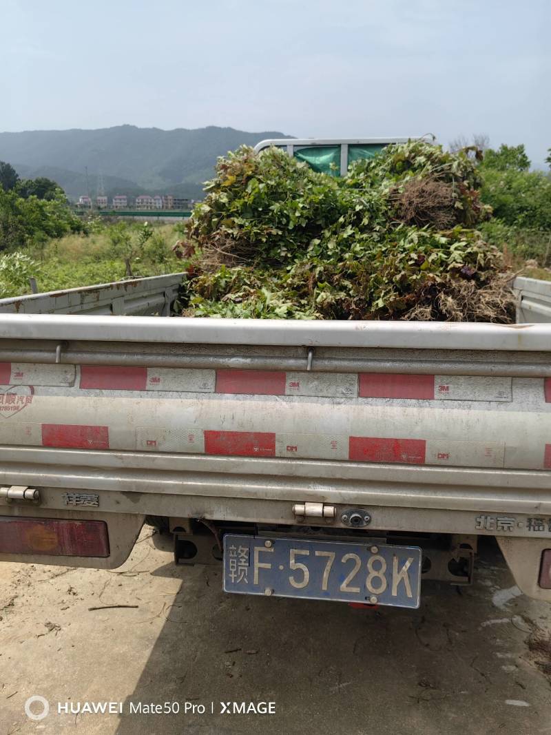 枫香小苗杯苗江西枫香苗，产地直销，湖南枫香苗