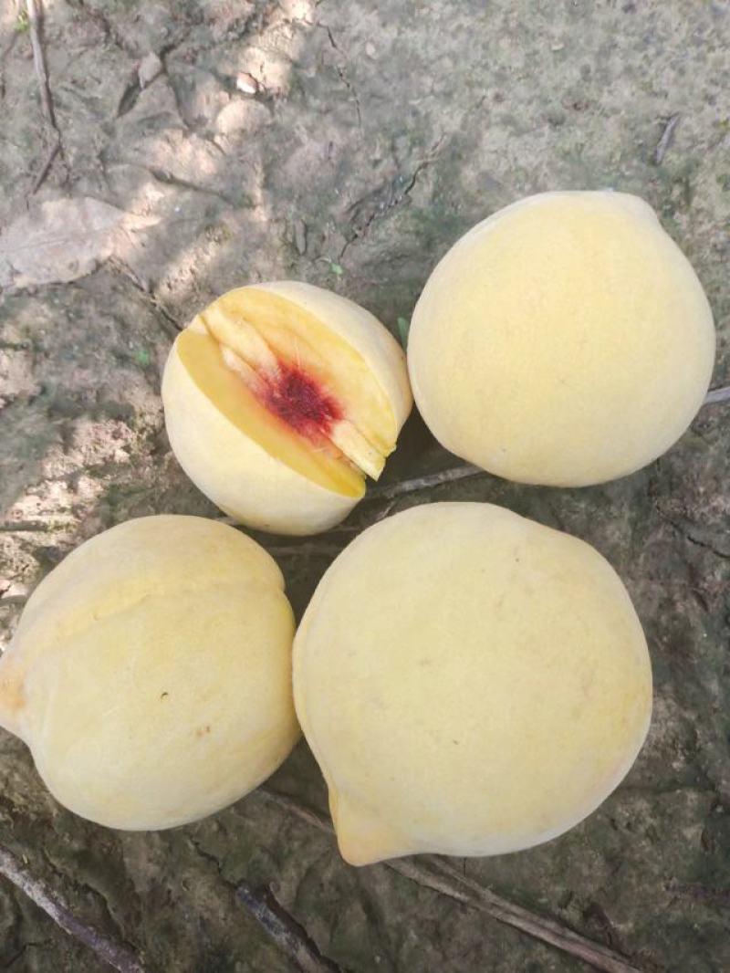 锦绣黄桃