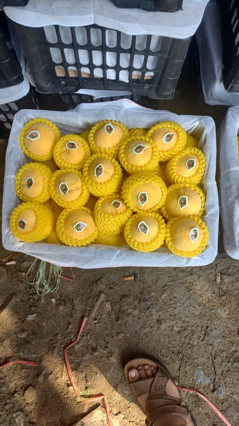 锦绣黄桃
