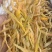 黄花菜精品保鲜菜95干早餐胡辣汤大放价（不包邮）